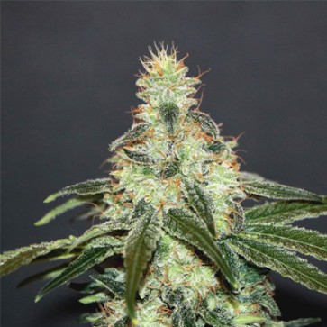 Семена конопли CBD Shark Feminised